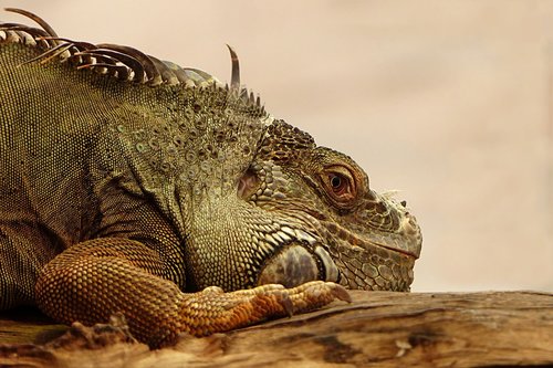 animal  reptile  lizard