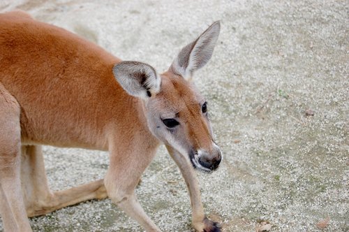 animal  natural  mammal