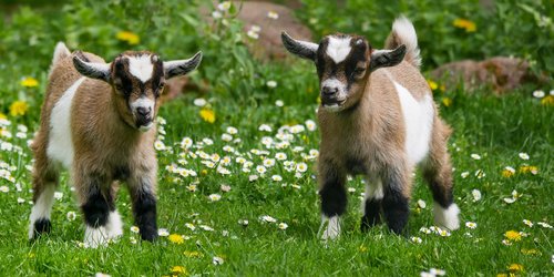 animal  pet  goat