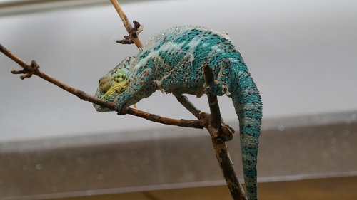 animal  lizard  chameleon