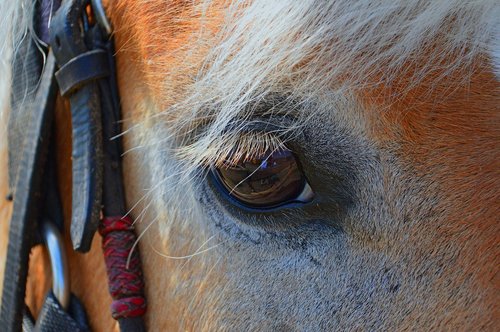 animal  cavalry  nature