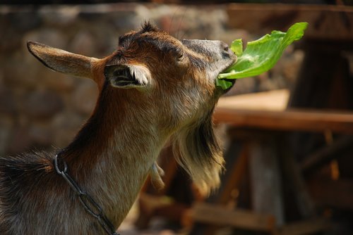 animal  goat