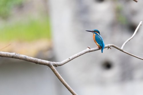 animal  background  beak