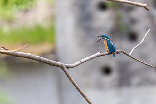 animal  background  beak