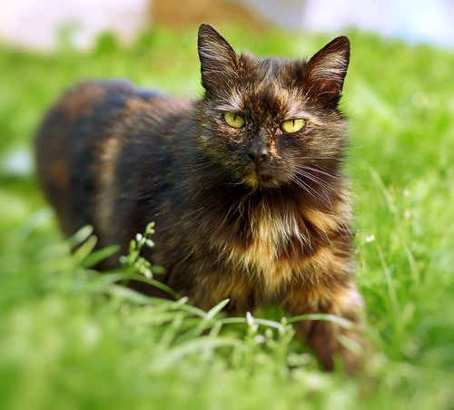 animal  domestic cat  fur