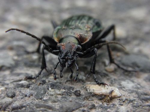 animal insect beetle