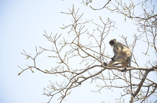 animal  monkey  forest