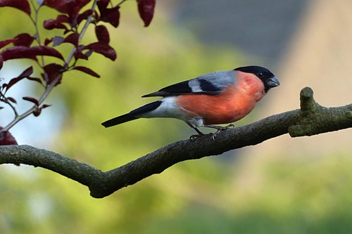 animal  bird  bullfinch