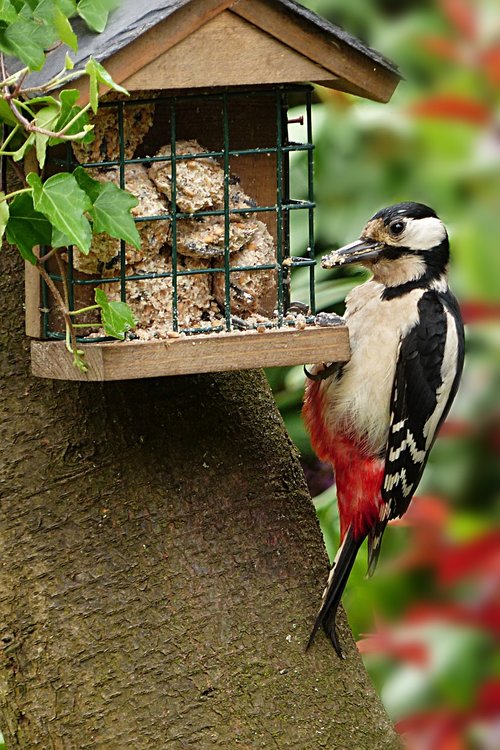 animal  bird  woodpecker