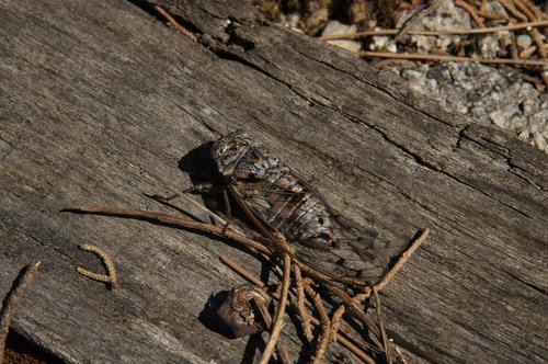 animal  insect  cicada