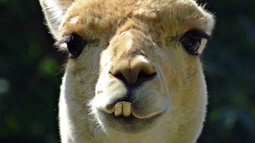 animal  lama  head