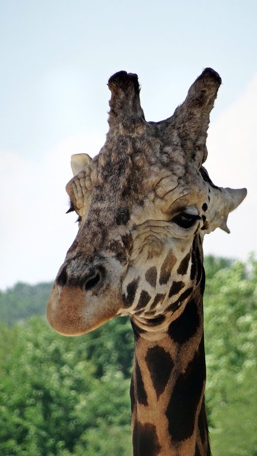 animal  giraffe  head
