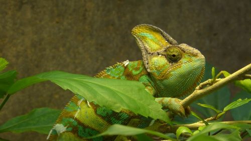 animal reptile chameleon