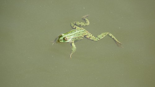 animal  green frog