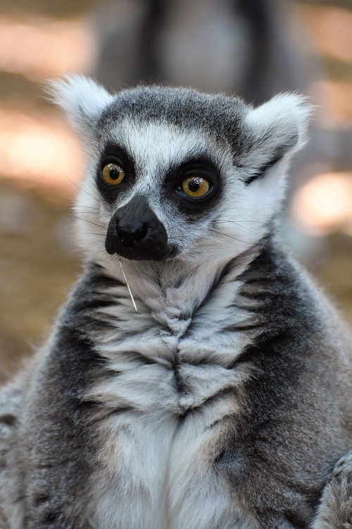 animal  lemur