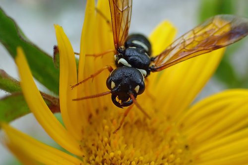 animal  insect  wasp