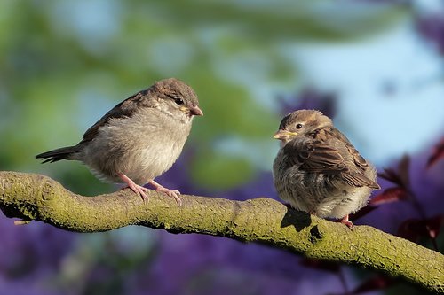 animal  bird  sparrow