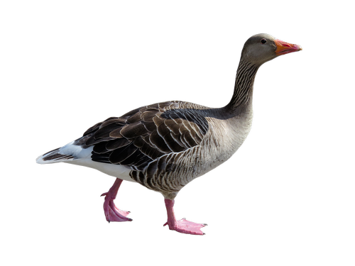 animal  goose  poultry