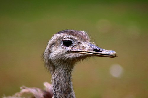 animal  bird  nature