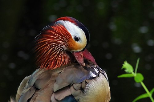 animal  bird  water bird