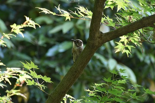 animal  forest  wood