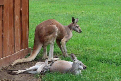 animal  kangaroo  borysew