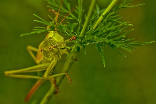 animal  grasshopper  insect