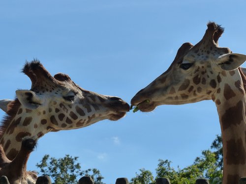 animal  animals  giraffe