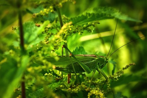 animal  grasshopper  insect