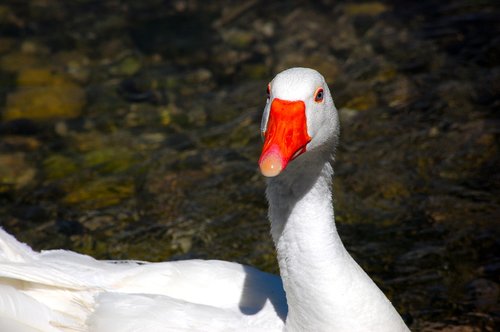 animal  nature  beak