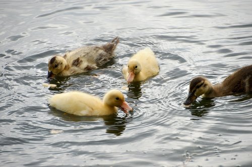 animal  ducklings  mallard