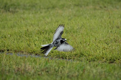 animal  park  lawn