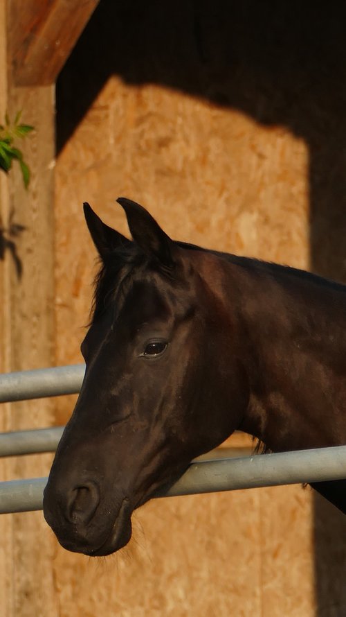 animal  horse  black