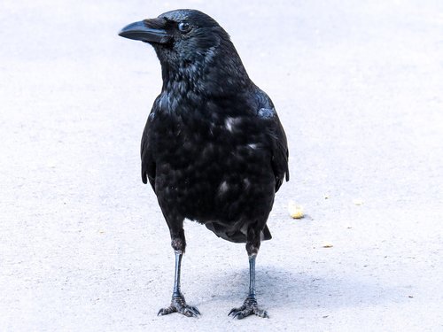 animal  bird  raven