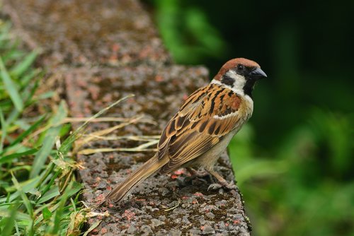 animal  bird  sparrow