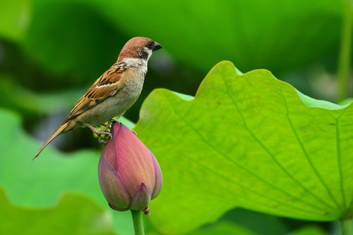 animal  bird  sparrow