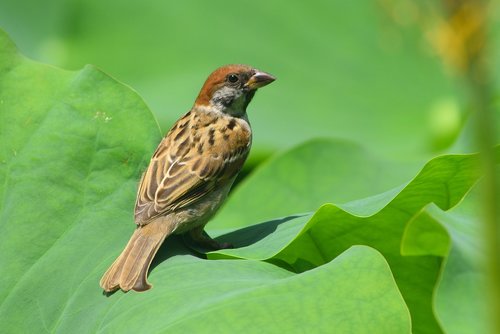 animal  bird  sparrow