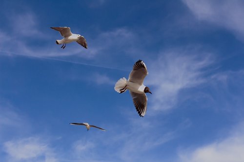 animal  birds  portrait