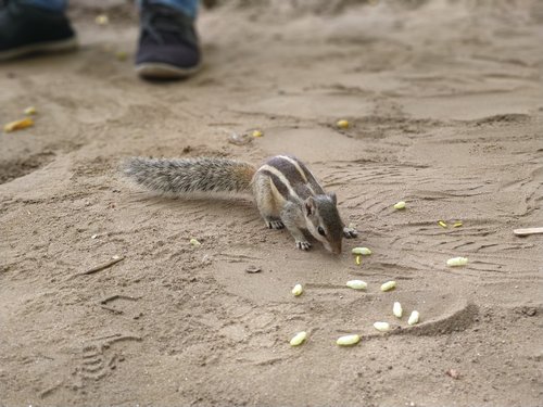 animal  squirrel  hunger