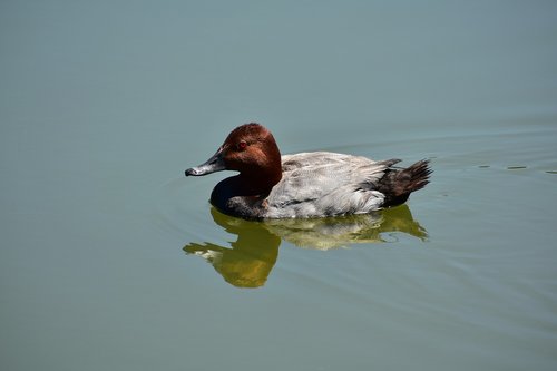 animal  pond  bird