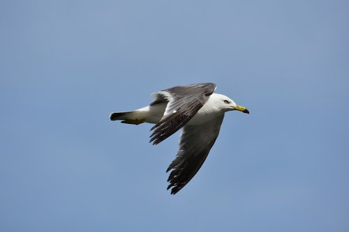 animal  sky  bird