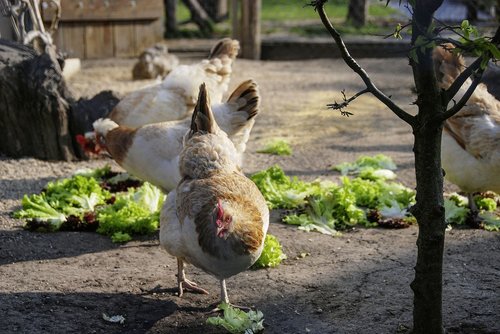 animal  bird  chicken