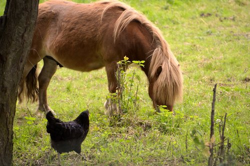 animal  animals  pony