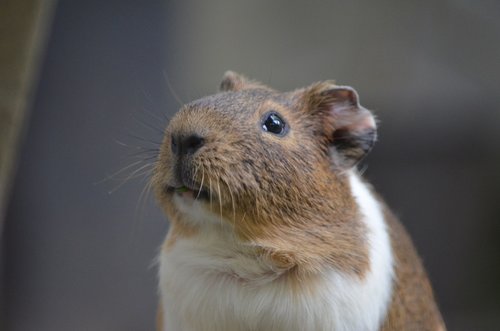 animal  guinea pig  hamster