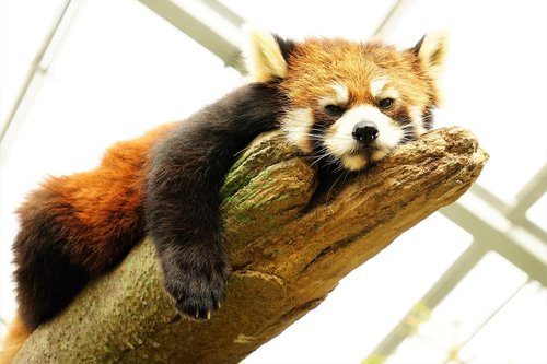 animal  cute  grumpy red panda