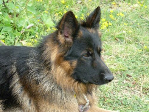 animal dog german shepherd