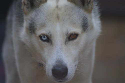 animal  dog  husky