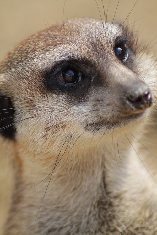 animal  meerkat  cute