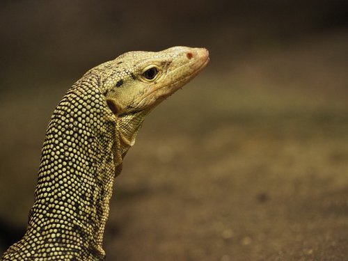animal  reptile  lizard