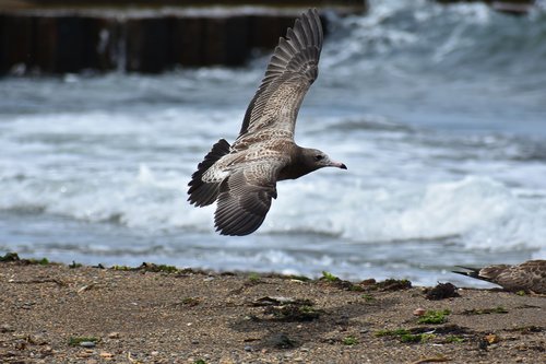 animal  sea  wave